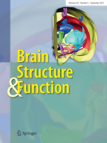Brain Structure