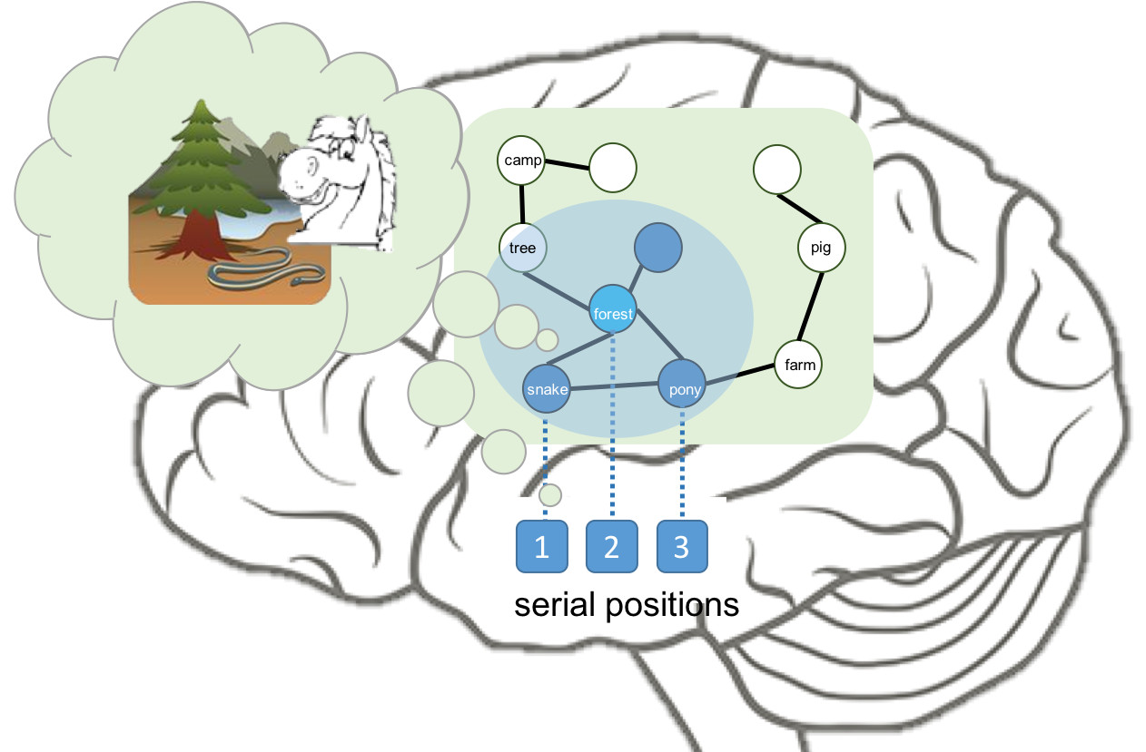 Brain Model